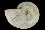 Silver Iridescent Ammonite (Cleoniceras) Fossil - Madagascar #159382-1